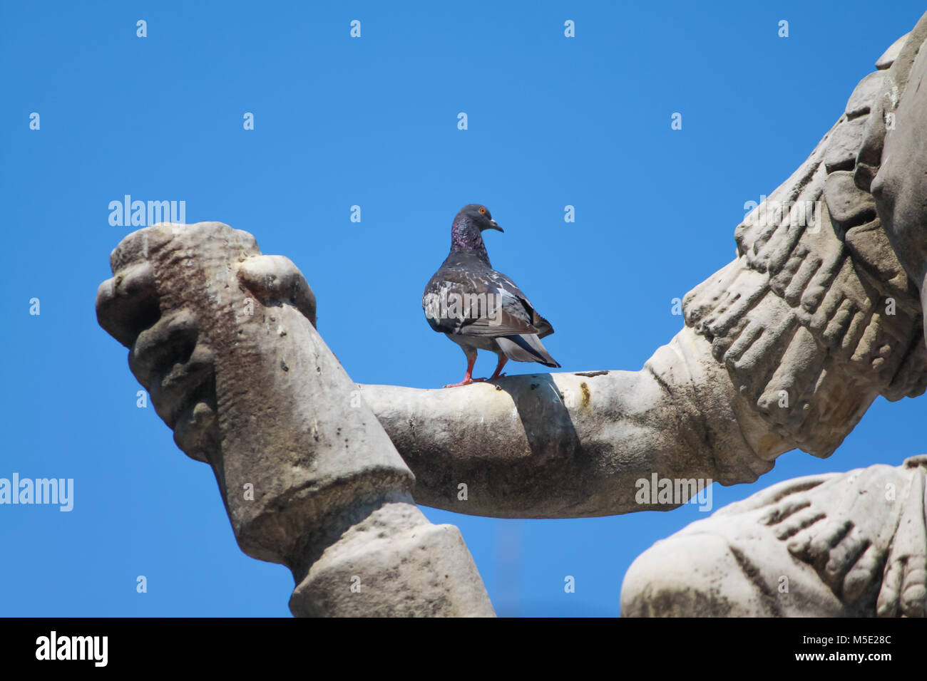 Piccione in appoggio sul braccio di GIOVANNI DELLE BANDE NERE MONUMENTO Foto Stock