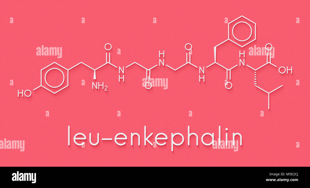 Leu-encefalina oppioidi endogeni molecola peptidica. Formula di scheletro. Foto Stock