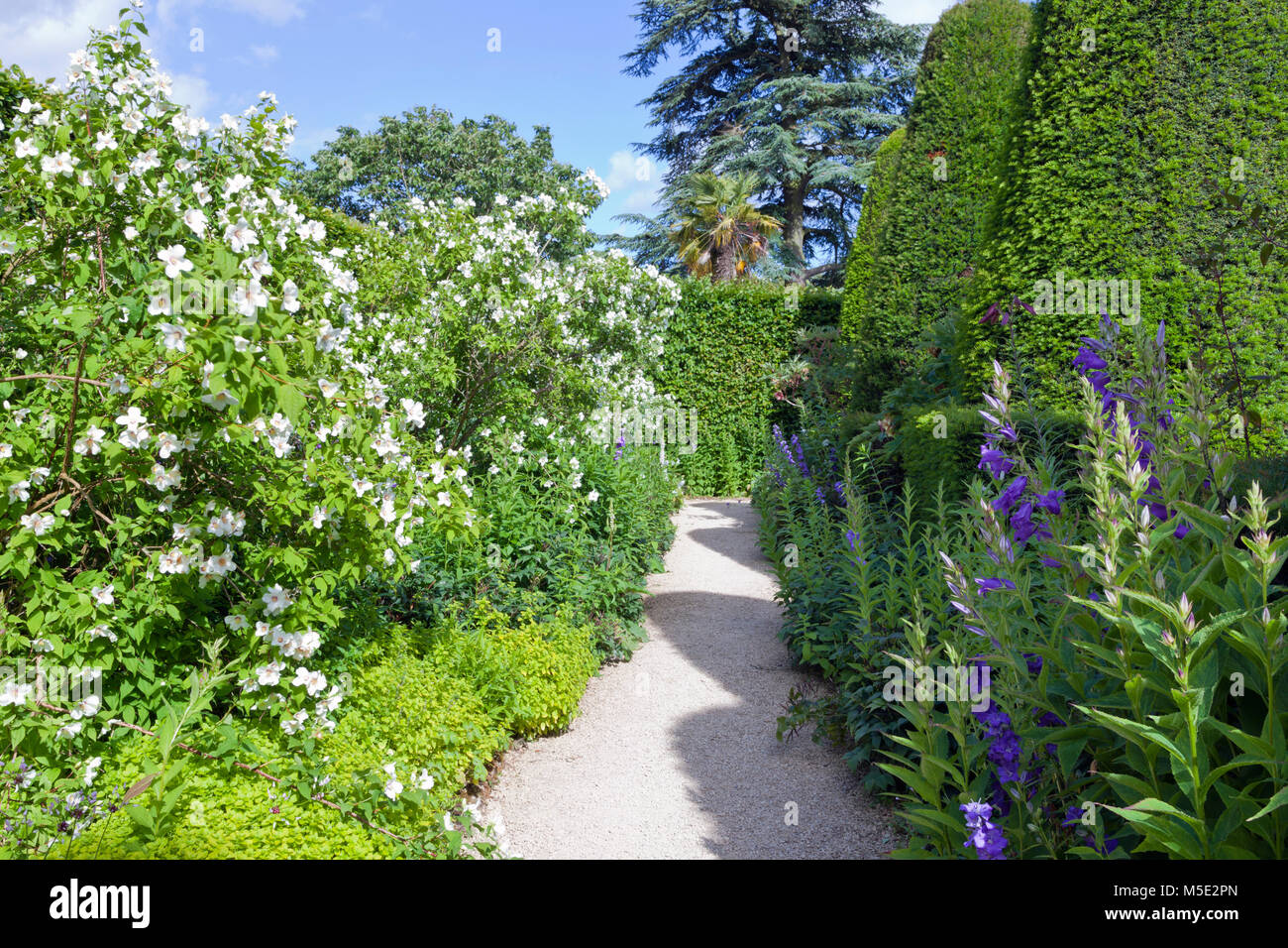 Giardino percorso tra yew topiaria da alberi e white arbusti da fiore, fiori viola, su una soleggiata giornata estiva . Foto Stock