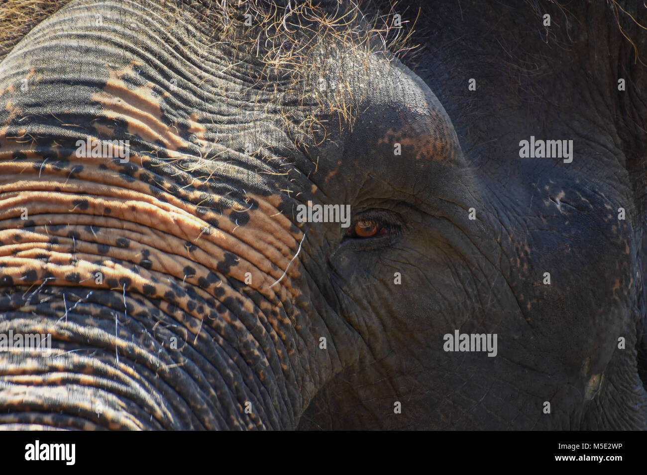 Un close up di un elefante di Sumatra in Bali Indonesia Foto Stock
