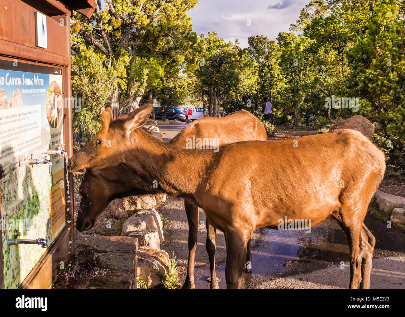 Due giovani elk bere da un rubinetto al parco i visitatori stand d'acqua; il Parco Nazionale del Grand Canyon, Arizona Foto Stock