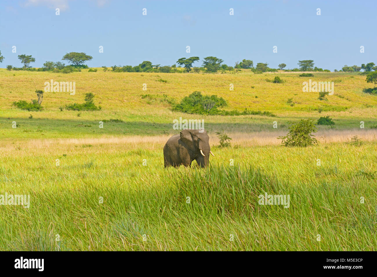 Elefante africano nella Savana di Queen Elizabeth National Park in Uganda Foto Stock