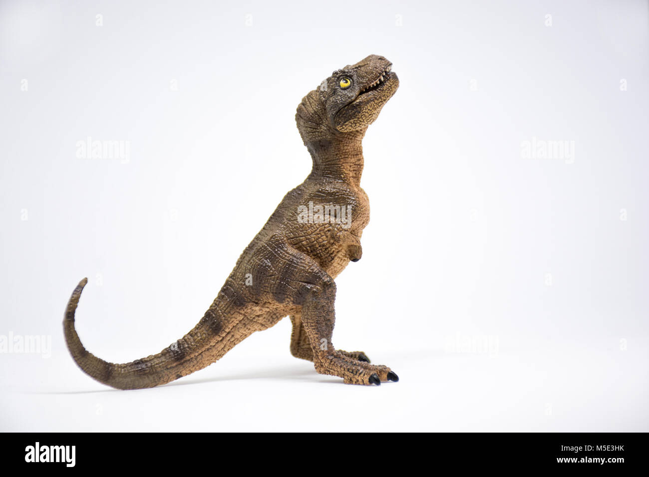 Baby Tyrannosaurus rex su sfondo bianco Foto Stock