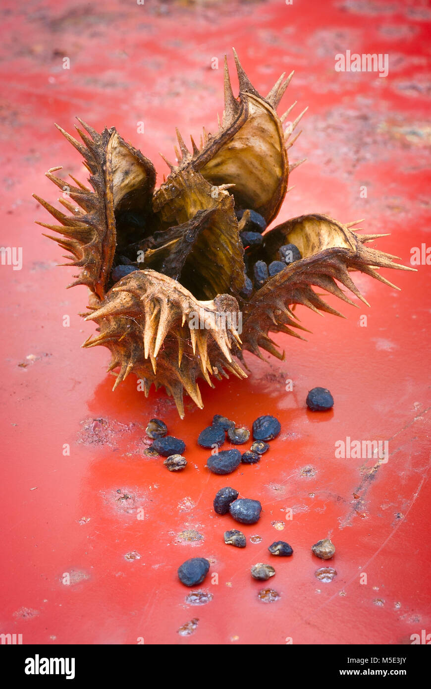 Jimson weed (Datura stramonium) o Thorn apple. I frutti e le sementi, chiusa in alto Foto Stock