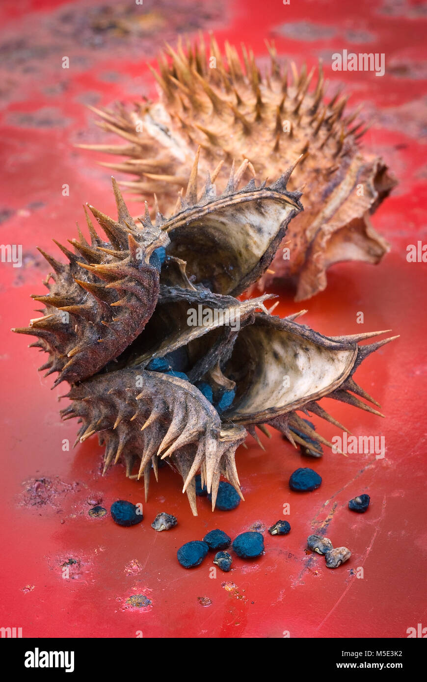 Jimson weed (Datura stramonium) o Thorn apple. I frutti e le sementi, chiusa in alto Foto Stock