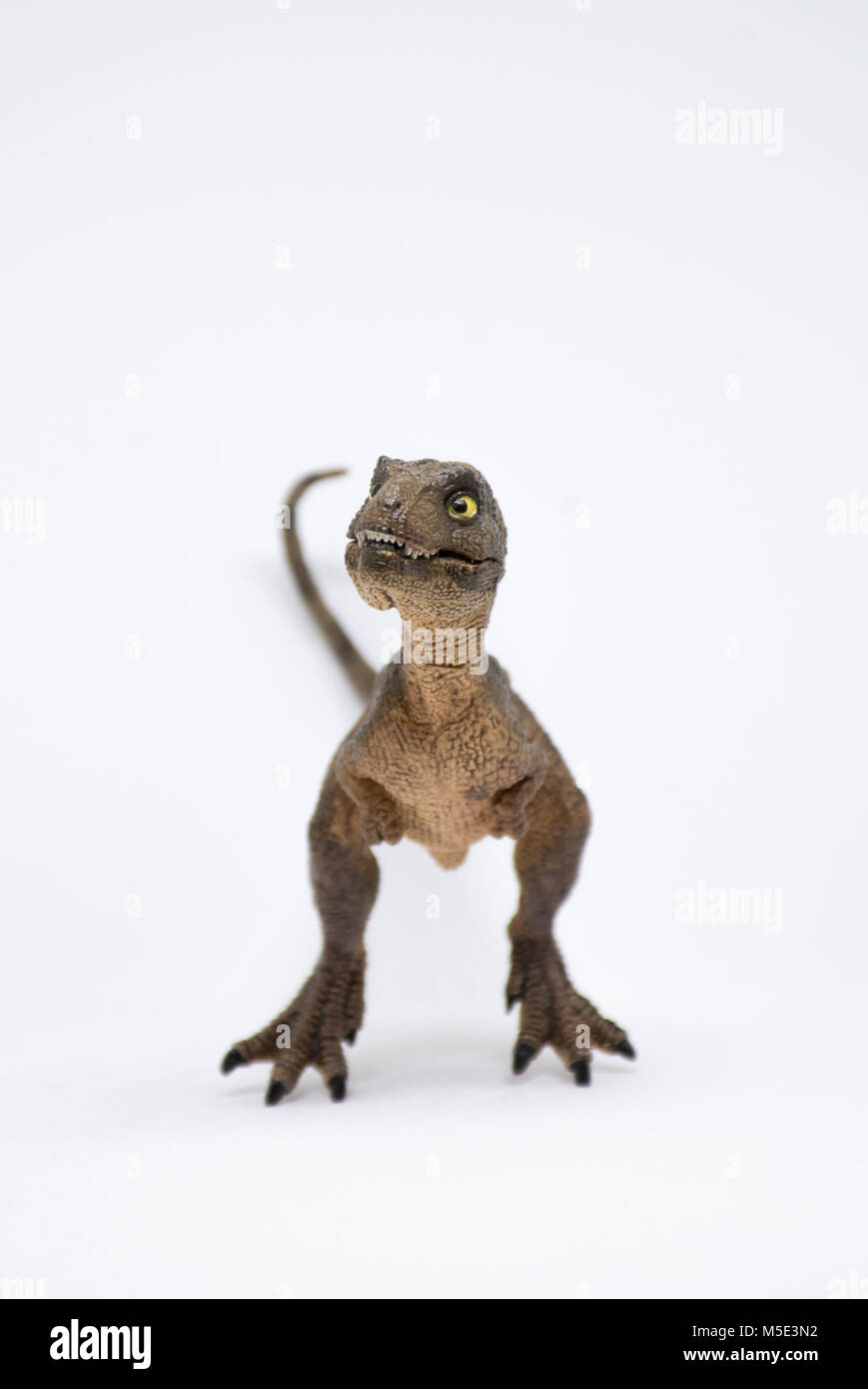 Baby Tyrannosaurus rex su sfondo bianco Foto Stock