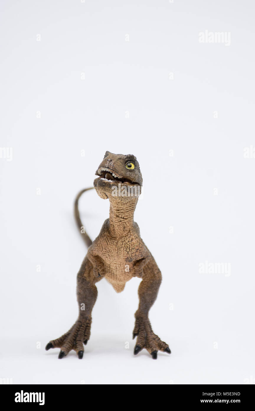 Baby Tyrannosaurus rex su sfondo bianco Foto Stock