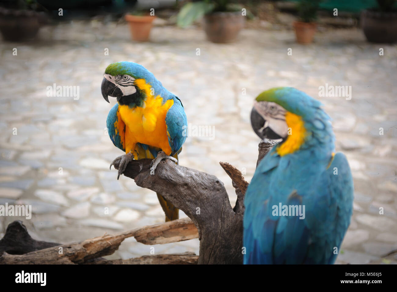 Dual bule pappagalli selvatici nel parco. Foto Stock