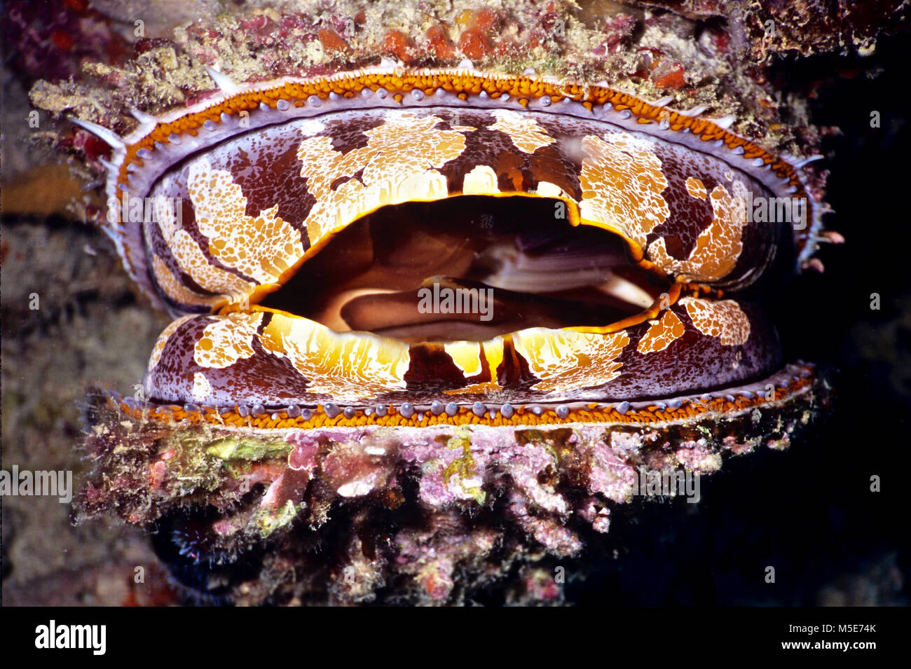Un ostrica spinosa (Spondylus varius: 18 cm.). Nonostante il suo nome comune, questa specie è più strettamente correlati alle conchiglie dei pellegrini e altri pettinidi rispetto per le ostriche. I cementi di esso stesso saldamente a una parte rocciosa della barriera corallina dove - come la maggior parte dei molluschi bivalvi - si utilizza il filtro di alimentazione per la cattura di plancton. Essa si apre e si chiude il suo mantello per mezzo dei muscoli potenti operando una sfera e meccanismo di presa. Essa si chiude tempestivamente quando allarmato ma, se si attende, sarà aperto. Esso ha una ben sviluppata medio mantello e tentacoli sensoriali insieme con più occhi intorno ai margini della shell. Fotografato in acque Balinese, Indonesia. Foto Stock