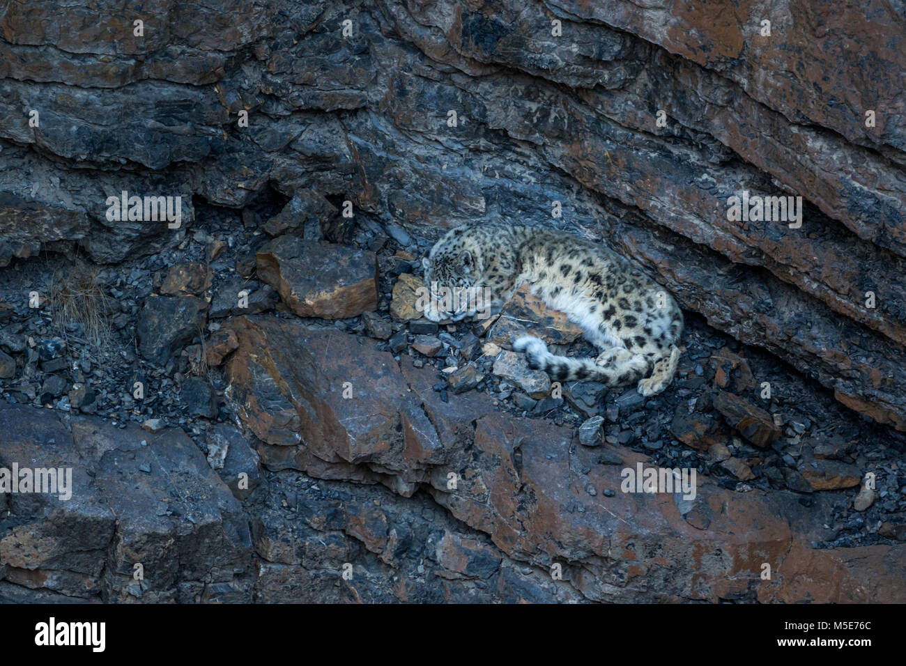 leopardo di neve selvaggia (Panthera uncia) nella Himalaya nella Valle di Spiti vicino al villaggio di Kibber, Himachal Pradesh, India Foto Stock