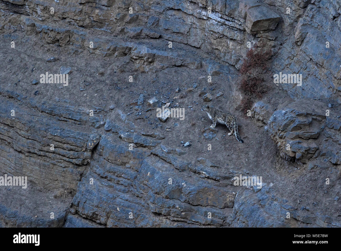 leopardo di neve selvaggia (Panthera uncia) nella Himalaya nella Valle di Spiti vicino al villaggio di Kibber, Himachal Pradesh, India Foto Stock
