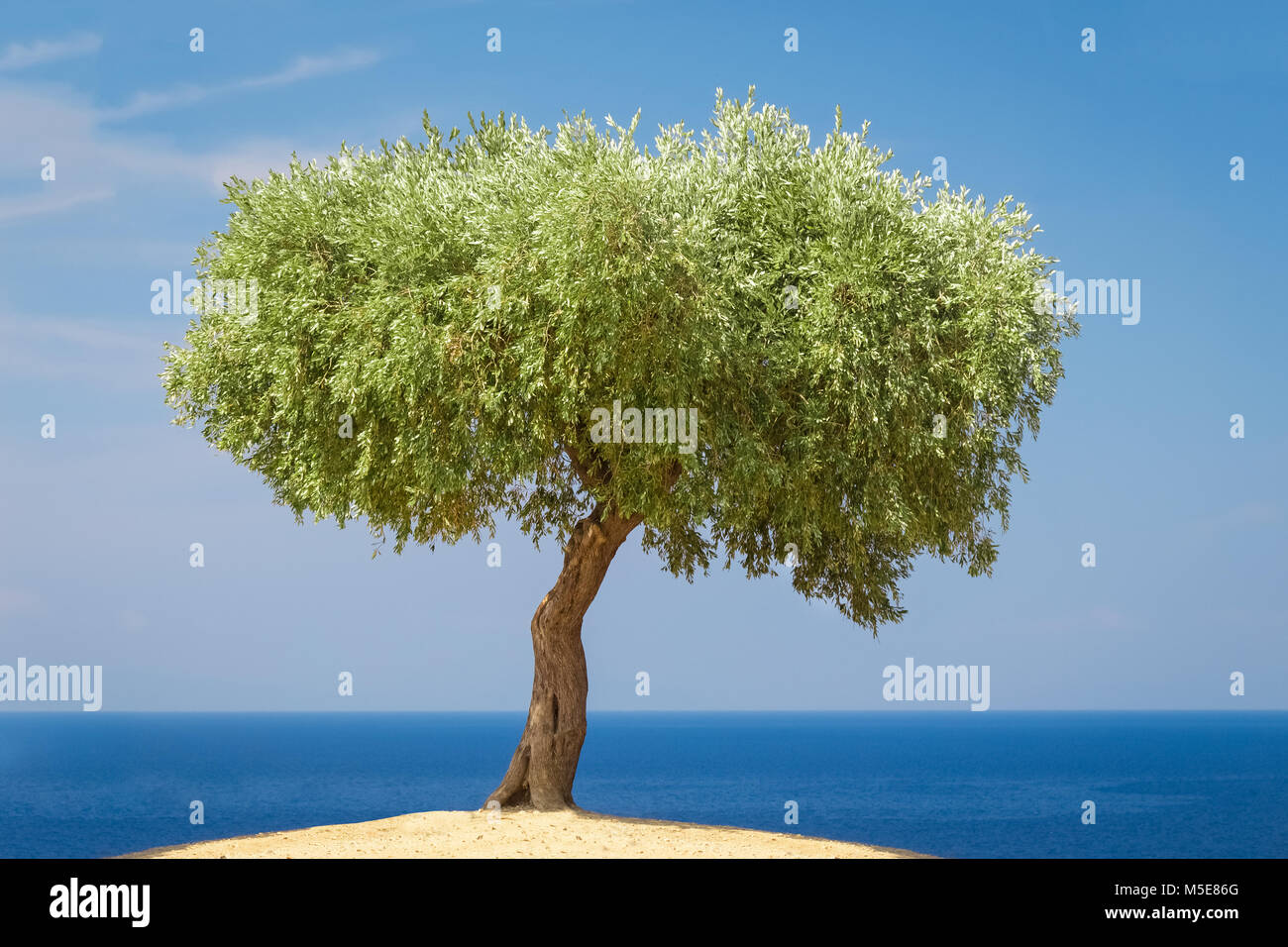 Piccolo albero di olivo su una collina sul mare e sullo sfondo del cielo Foto Stock