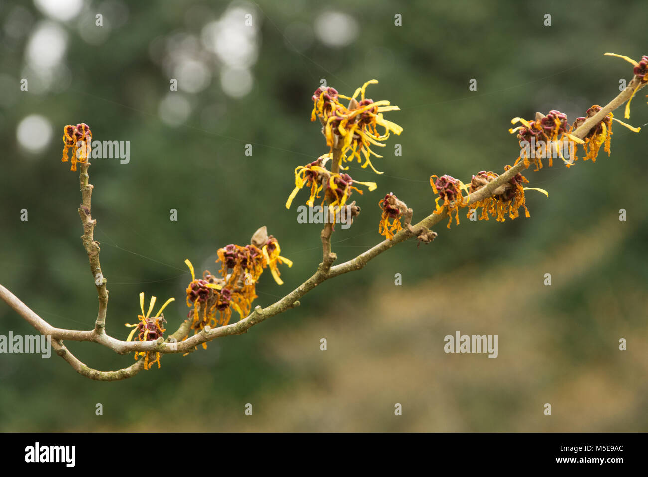 Close-up di cinesi amamelide (Hamamelis mollis) fiori in inverno a valle dei giardini, Virginia Water, Surrey, Regno Unito Foto Stock