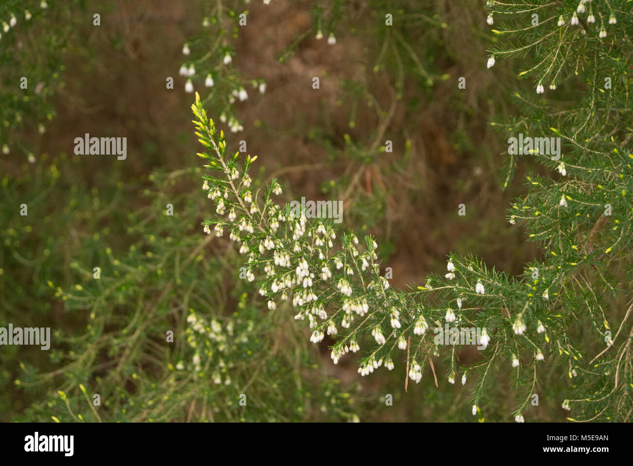 Struttura alpina erica (Erica arborea alpina) a valle dei giardini, Virginia Water, Surrey, Regno Unito Foto Stock