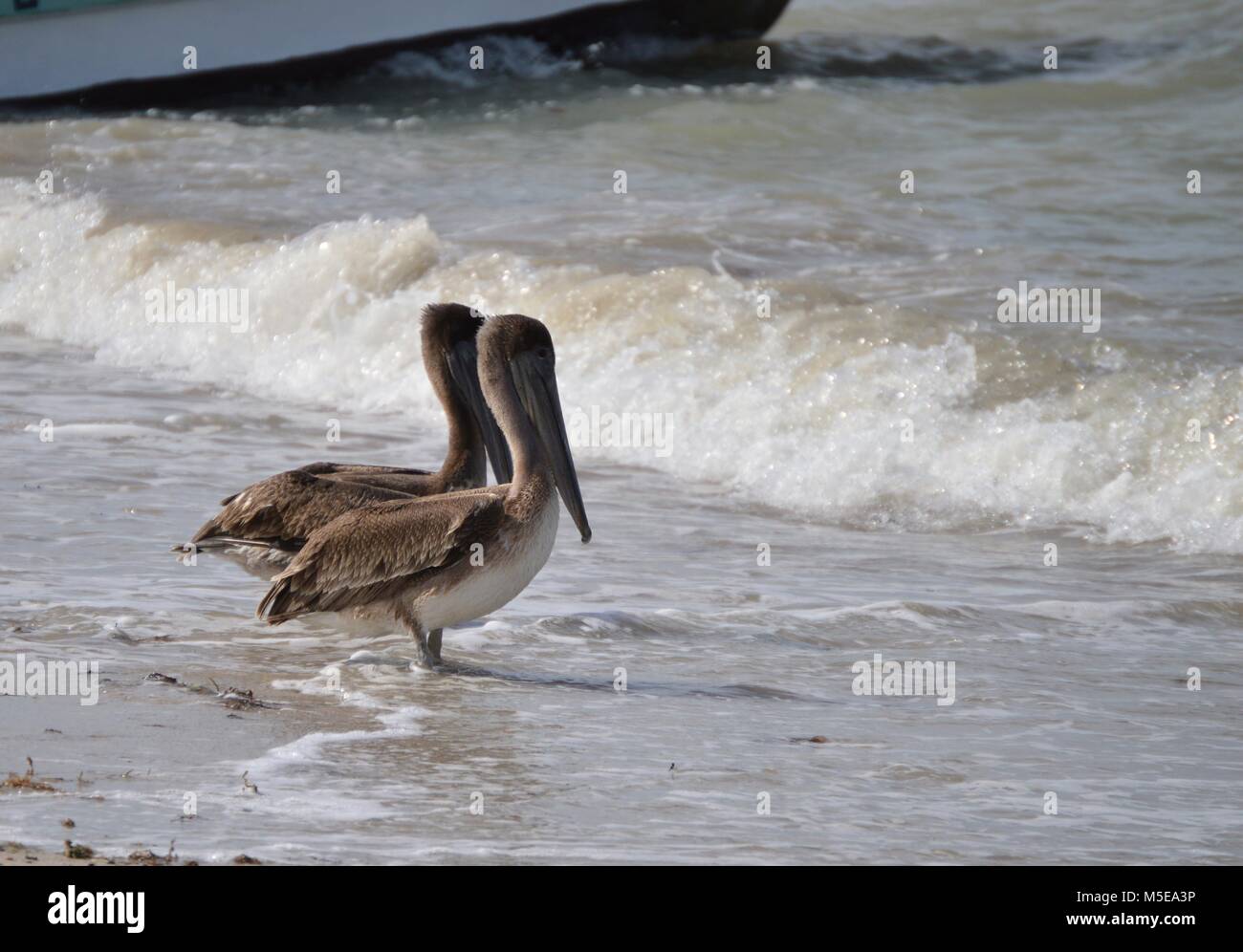 Due pellicani permanente sulla spiaggia guardando le onde che sopraggiungono Foto Stock