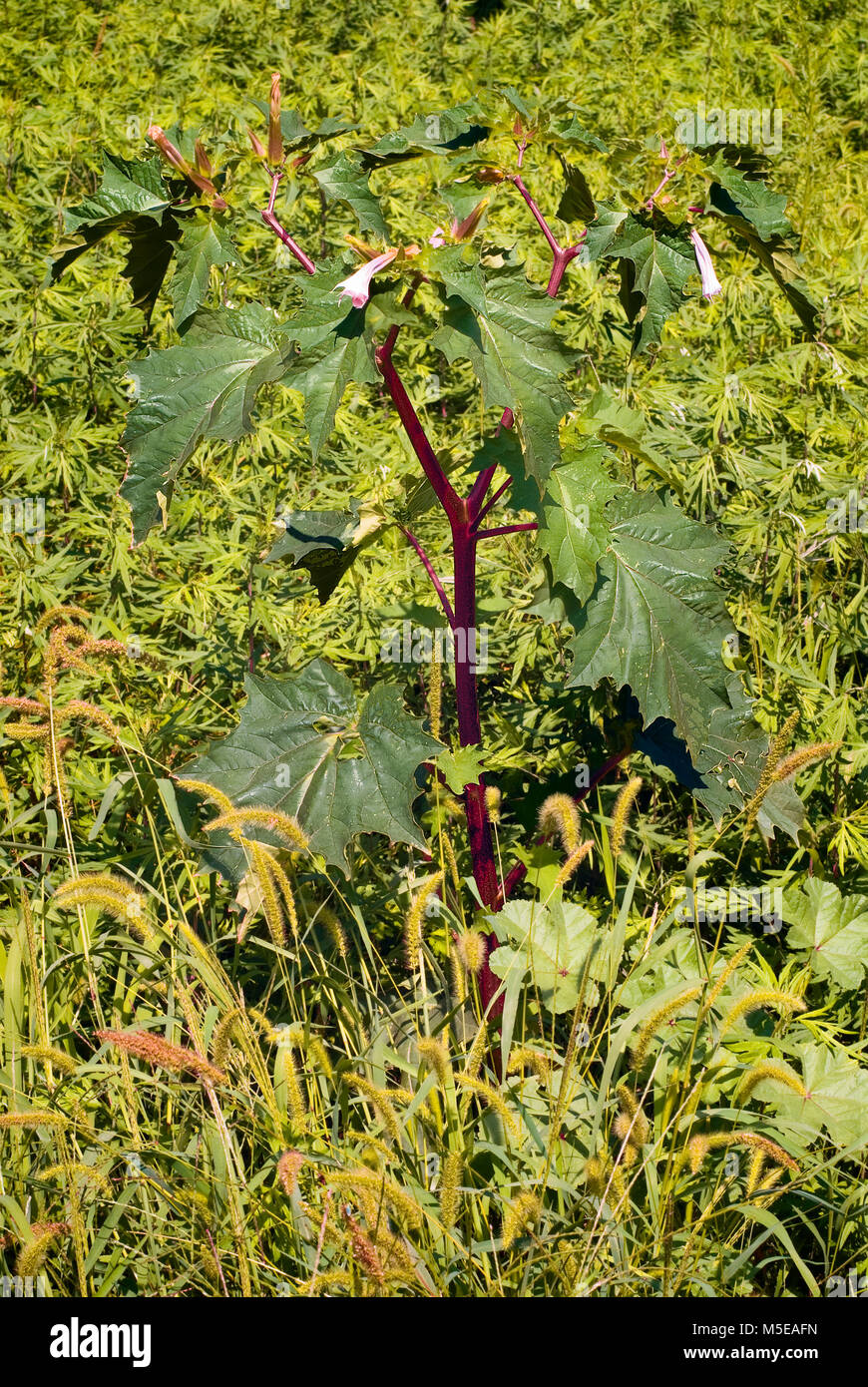 Jimson weed (Datura stramonium) o Thorn apple. alghe velenose, chiusa in alto Foto Stock