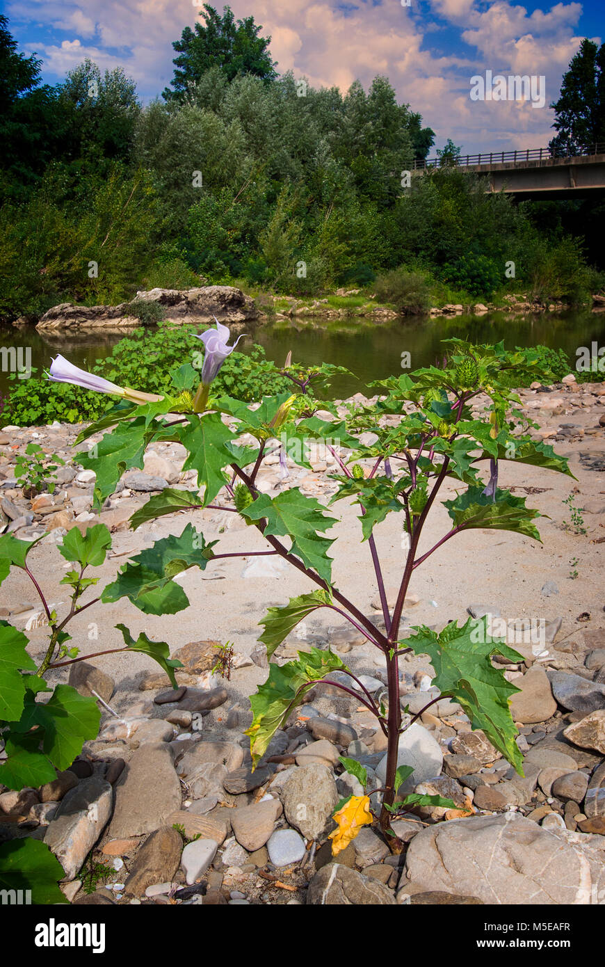 Jimson weed (Datura stramonium) o Thorn apple. alghe velenose, chiusa in alto Foto Stock
