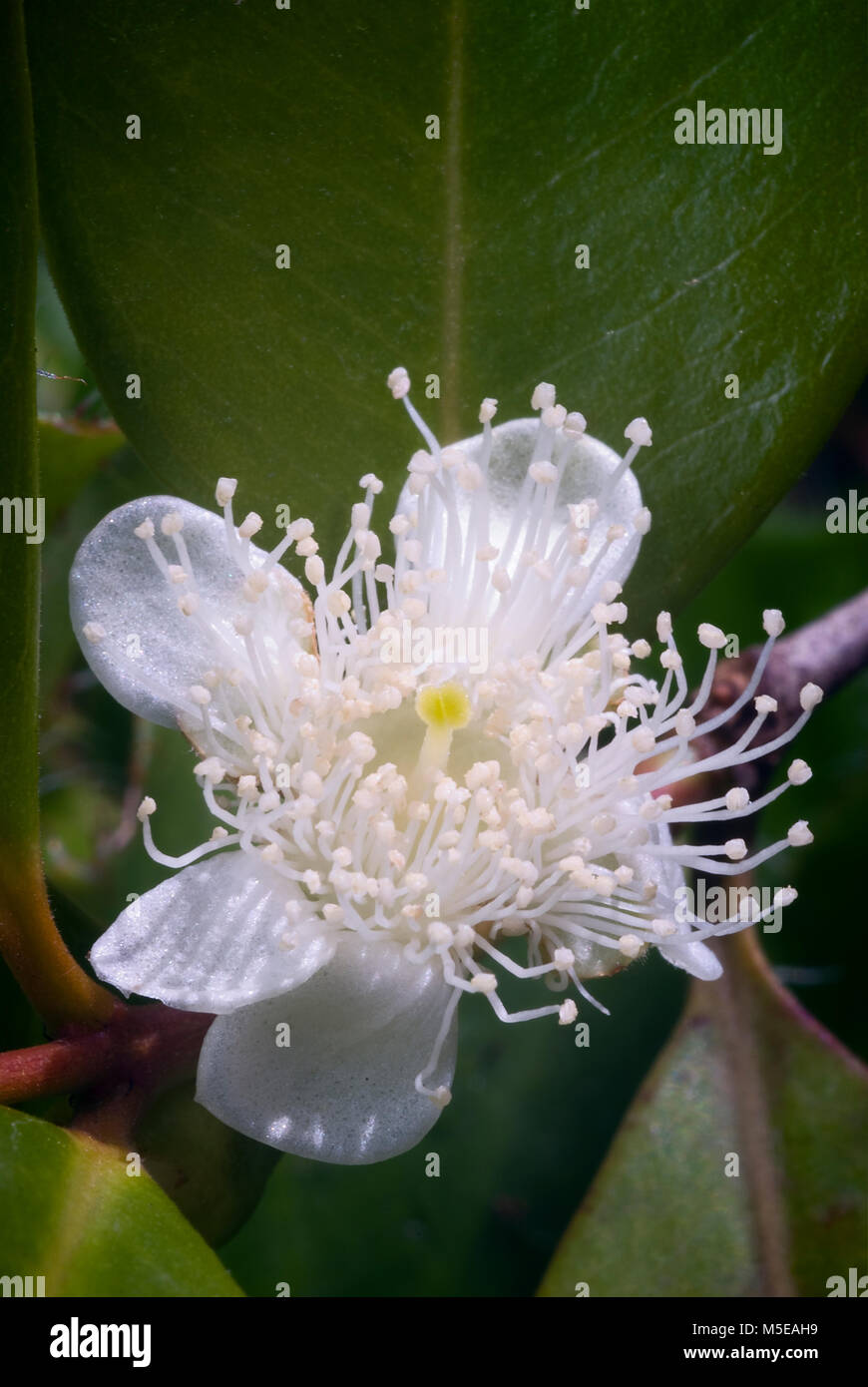 Cattley guaiava (Psidium littorale subsp. longipes) o peruviana di guava o Fragole Guaiava o Psidium cattleianum o Psidium chinense o Psidium coriaceu Foto Stock