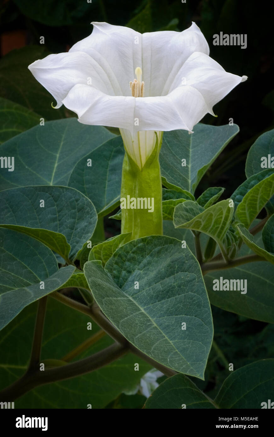 Thorn apple (Datura inoxia), fiore. Chiusa fino Foto Stock