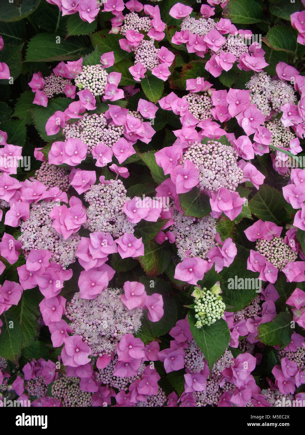 Close up di rosa Lacecap Hydrangea mostra piccoli fiori fertili in medio e grandi fiori sterili intorno al di fuori di fioritura la metà e la fine di estate Foto Stock
