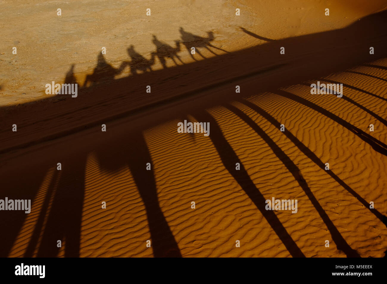 I cammelli e ombre Foto Stock