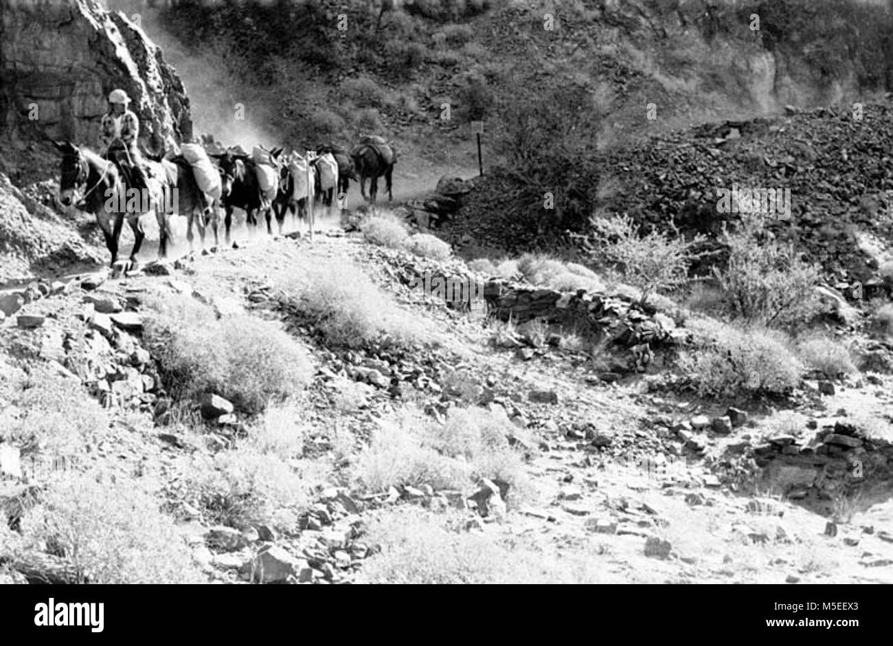 Grand Canyon storica- muli passando le rovine di stringa PACK muli passando dai primi PUEBLO III KAYENTA ANASAZI Bright Angel sito lungo il fiume Colorado vicino PHANTOM RANCH. 28 giugno 1968 Foto Stock