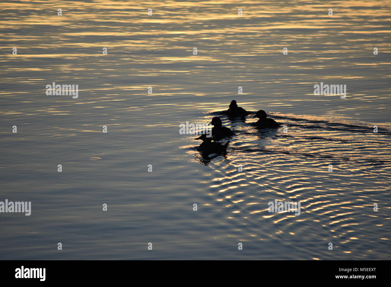 Anatre sull'acqua Foto Stock