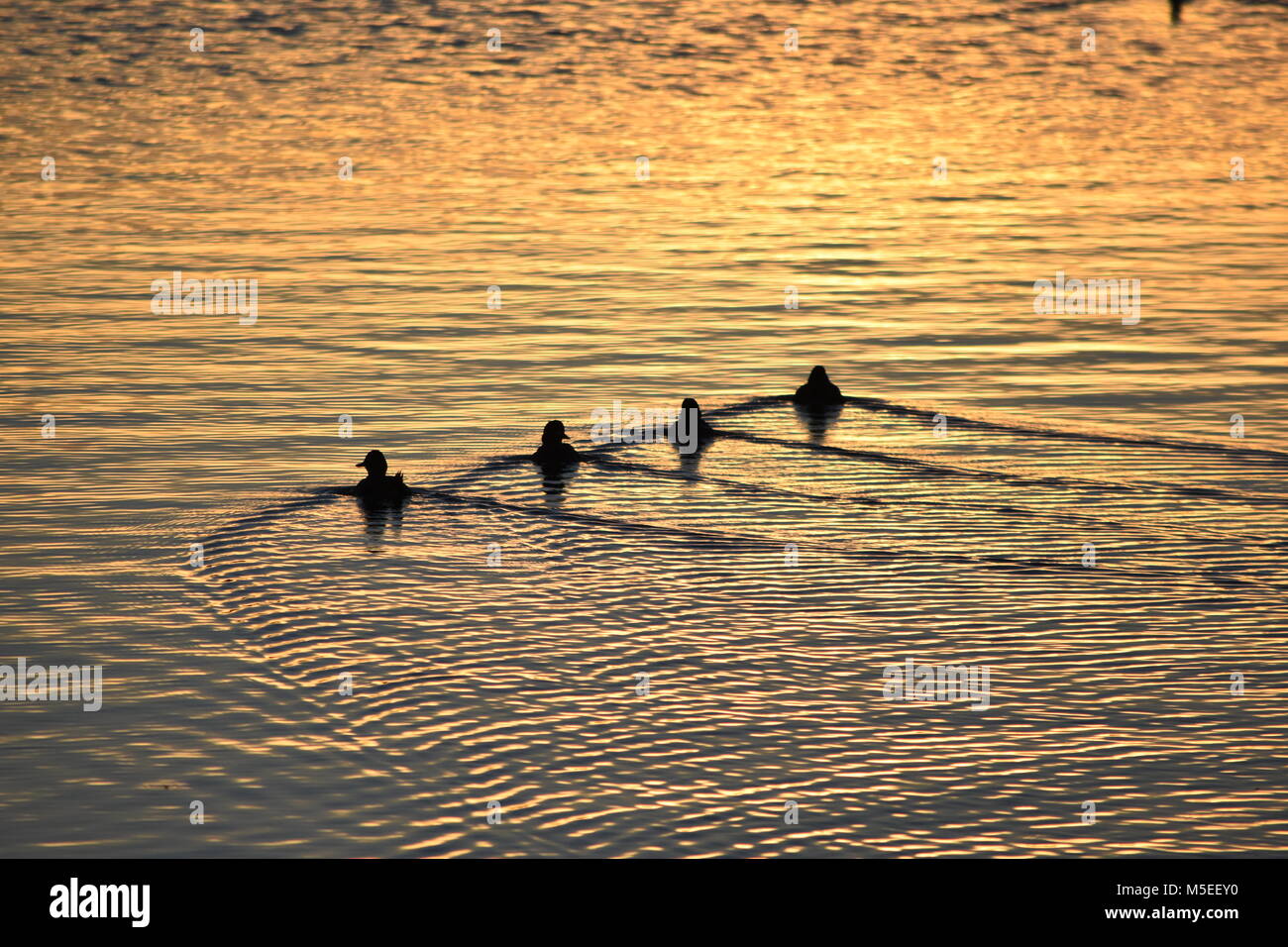 Anatre sull'acqua Foto Stock