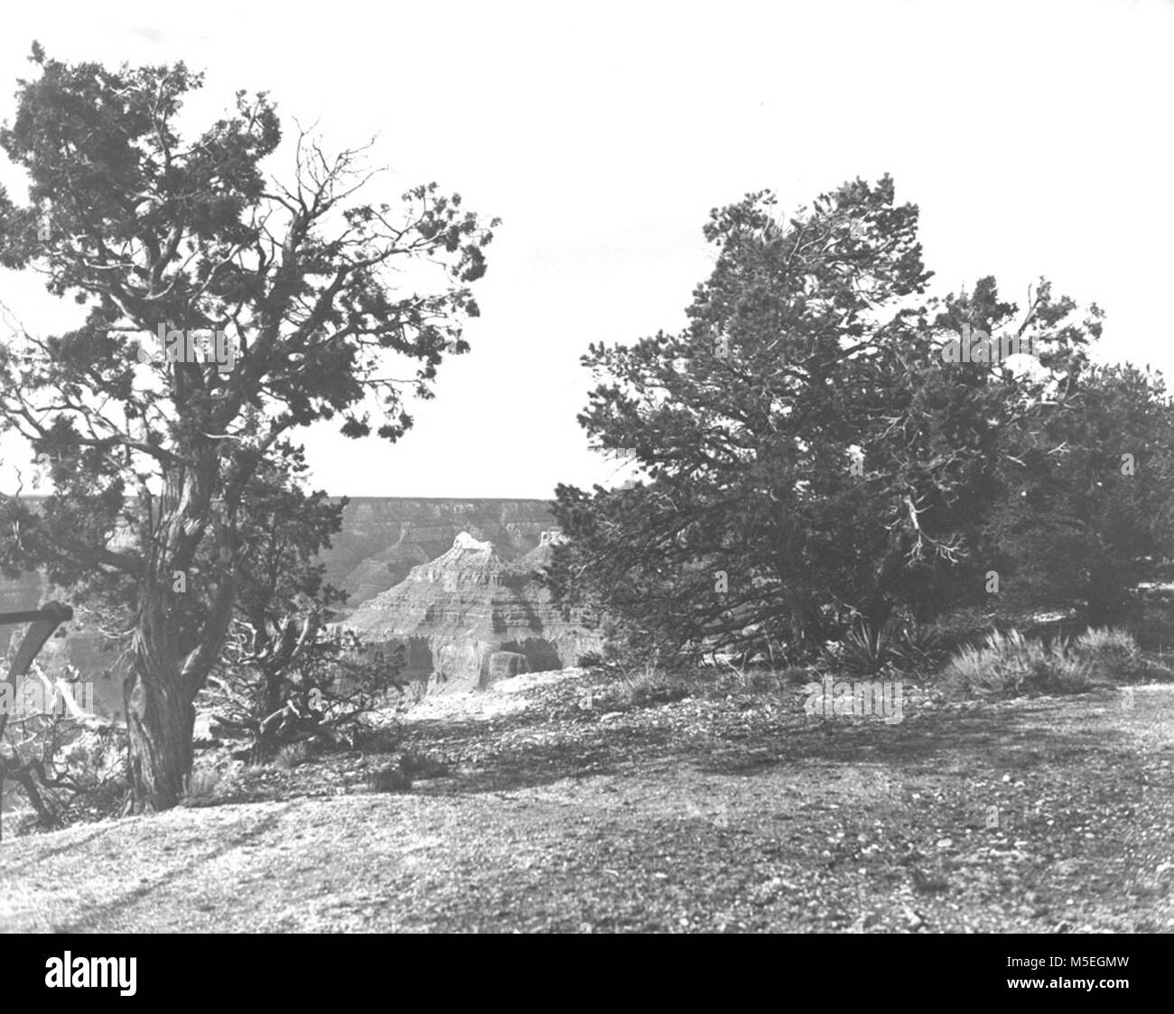 Grand Canyon Hopi Point VISTA DA HOPI POINT. Gli alberi in primo piano. Al di là del canyon. Lungo l'eremita RIM ROAD O W RIM DRIVE. CIRCA 1950. , GRANT. Foto Stock