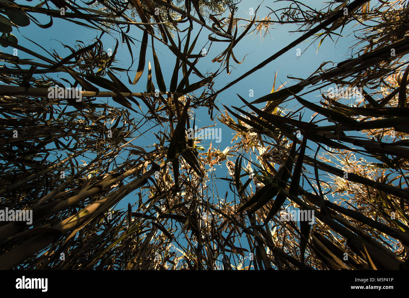 Tra i canneti Foto Stock