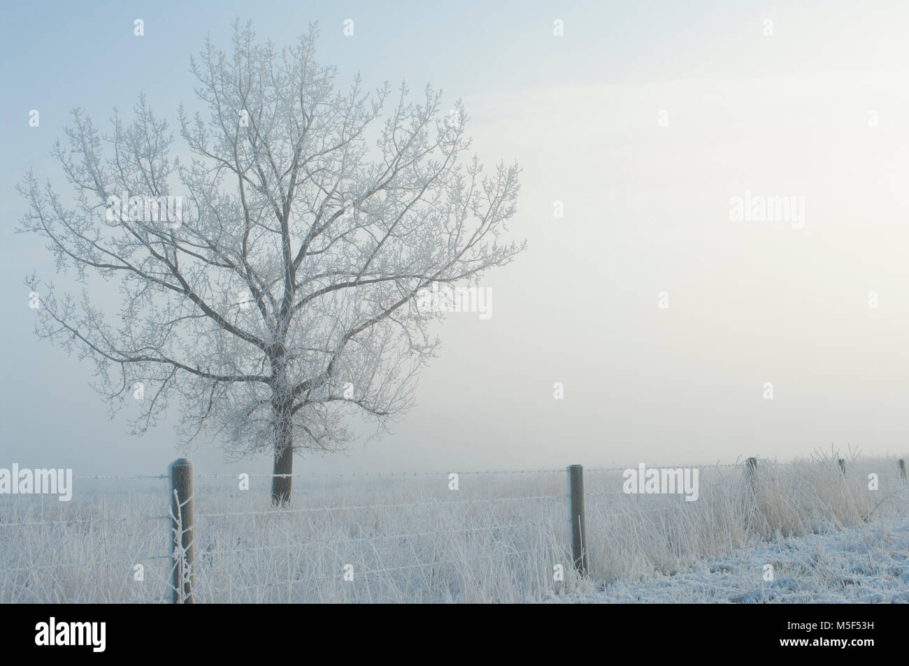 Newell County, Alberta, Canada. Albero solitario in un pascolo in una nebbiosa mattina inverno sulle praterie. Foto Stock