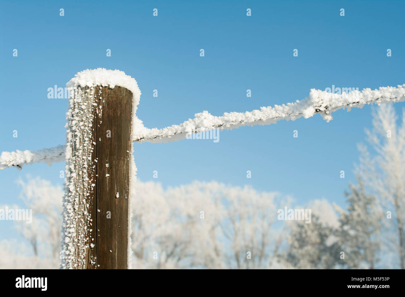 Newell County, Alberta, Canada. Filo spinato e posto di legno ricoperto di trasformata per forte gradiente frost contro uno sfondo di alberi e cielo blu chiaro. Foto Stock