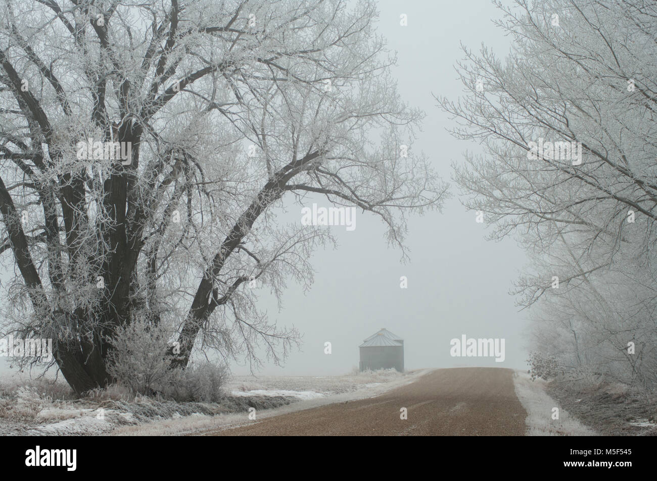 Newell County, Alberta, Canada. Paese di ghiaia su strada e grandi alberi coperti di trasformata per forte gradiente gelo in inverno in un giorno di nebbia. Foto Stock