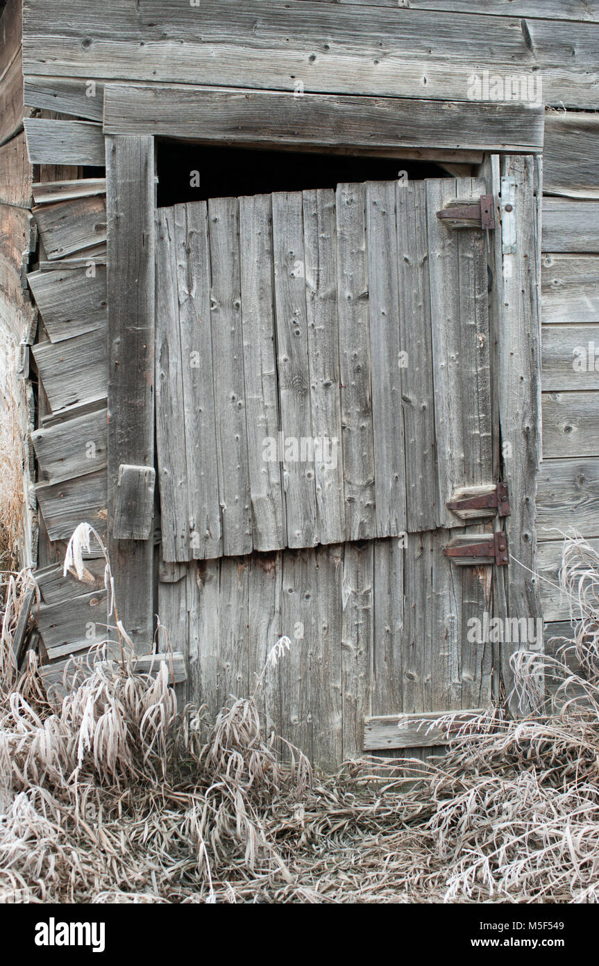 Newell County, Alberta, Canada. Sulla porta di legno abbandonato edificio rustico e coperto di brina erbe sulle praterie d'inverno. Foto Stock