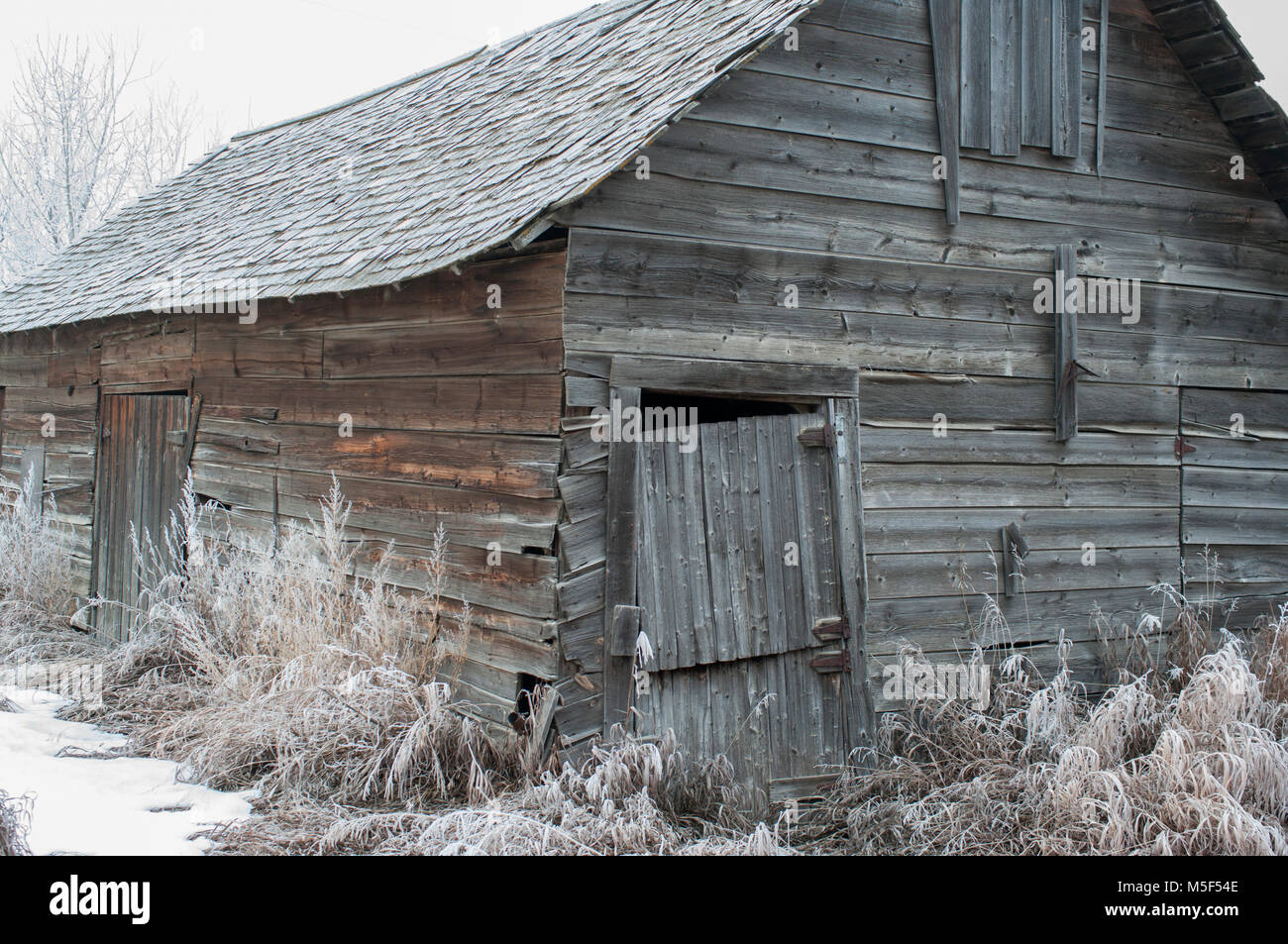 Newell County, Alberta, Canada. Abbandonata fattoria in legno edificio circondato dal gelo coperto erbe sulle praterie su un nuvoloso giorno d'inverno. Foto Stock