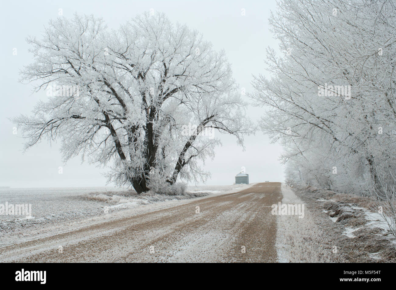Newell County, Alberta, Canada. Paese di ghiaia su strada e grandi alberi coperti di trasformata per forte gradiente gelo in inverno. Foto Stock