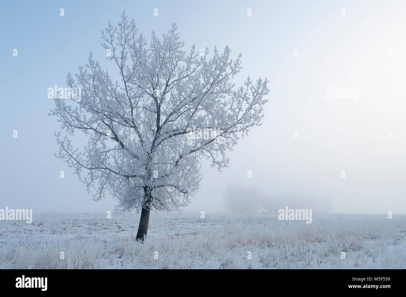 Newell County, Alberta, Canada. Albero solitario in un pascolo in una nebbiosa mattina inverno sulle praterie. Foto Stock
