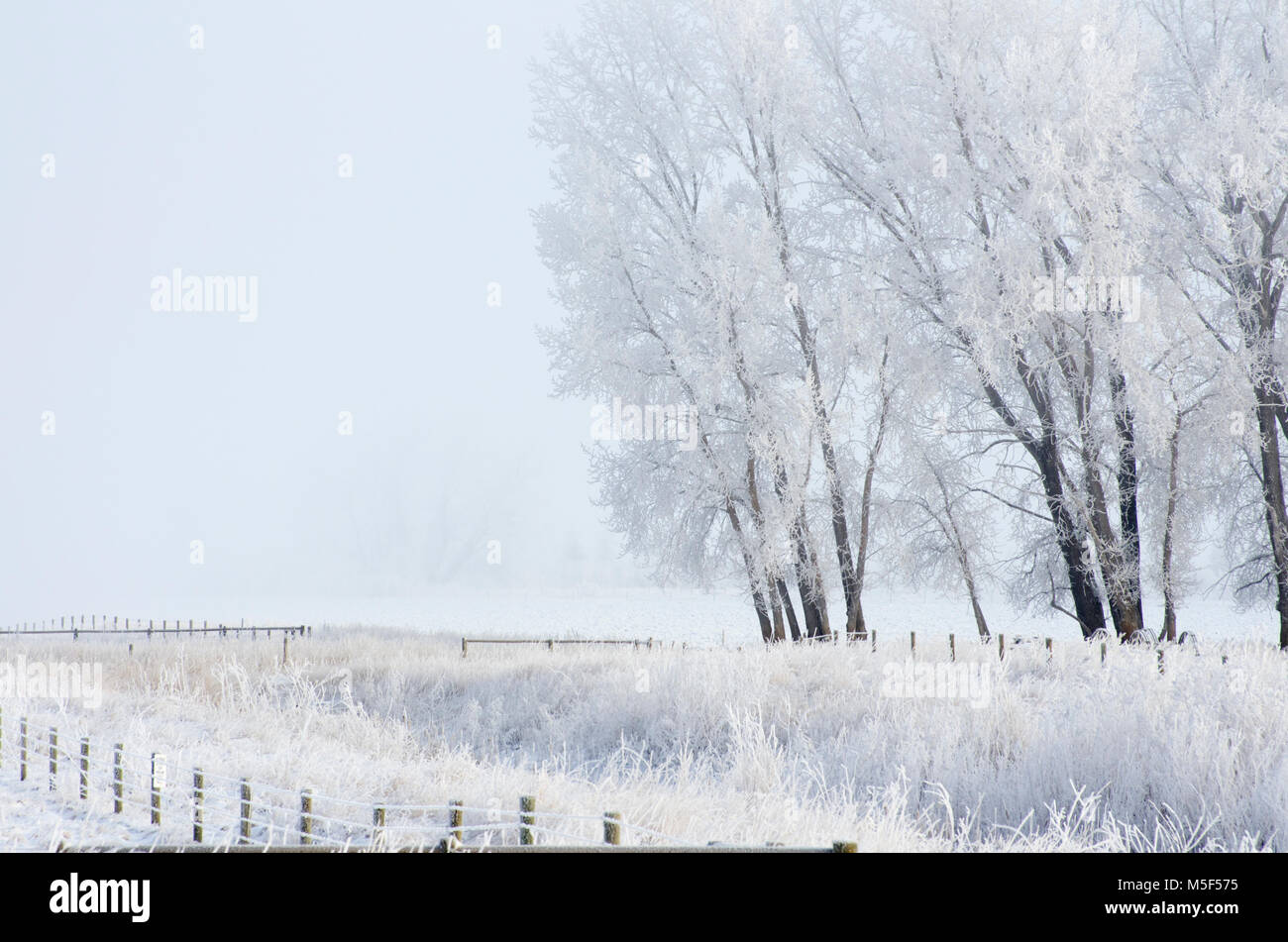 Newell County, Alberta, Canada. Albero in un pascolo in una nebbiosa mattina inverno sulle praterie. Foto Stock