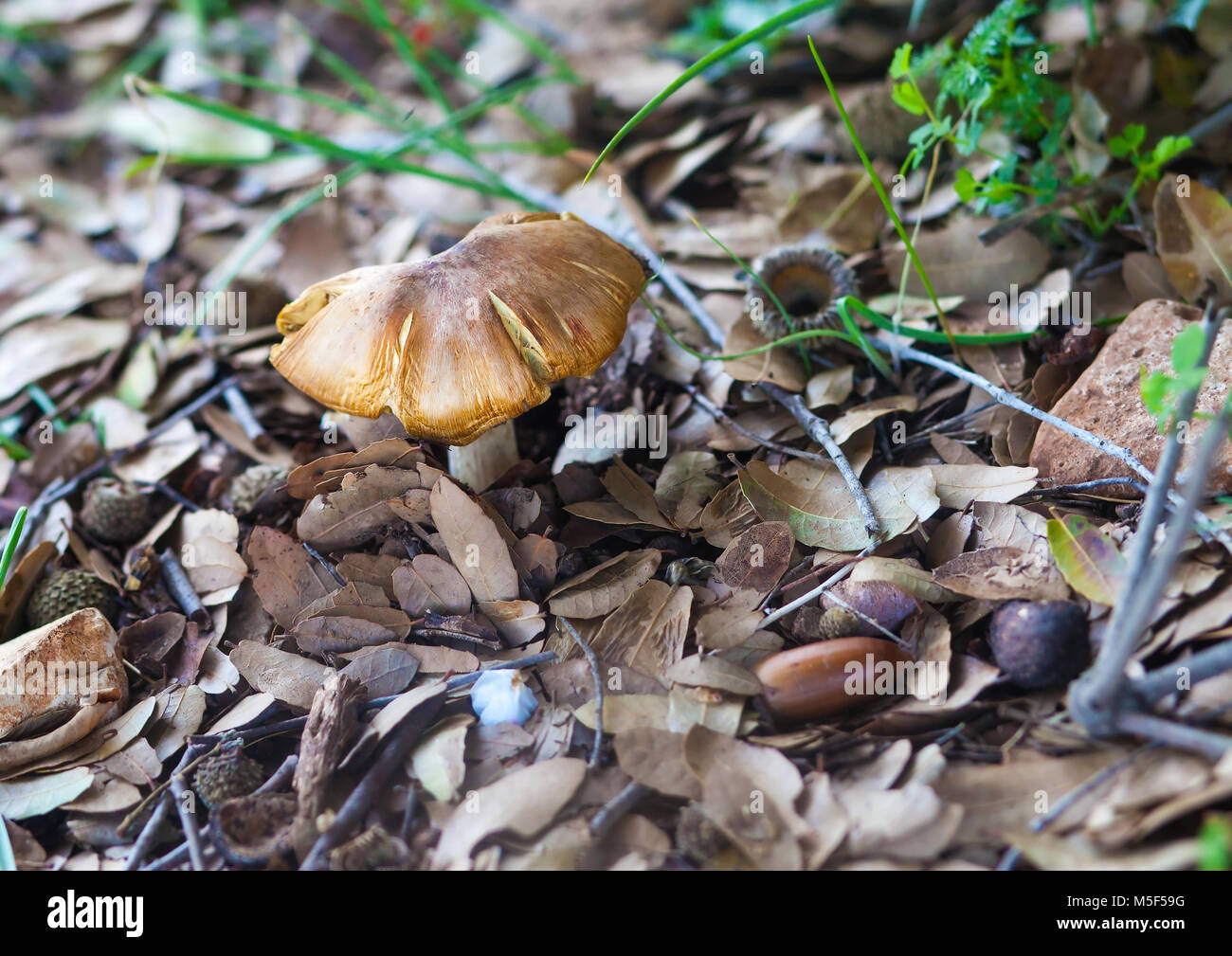 Unico funghicoltura nella foresta tra seccato lo scorso anno fogliame Foto Stock