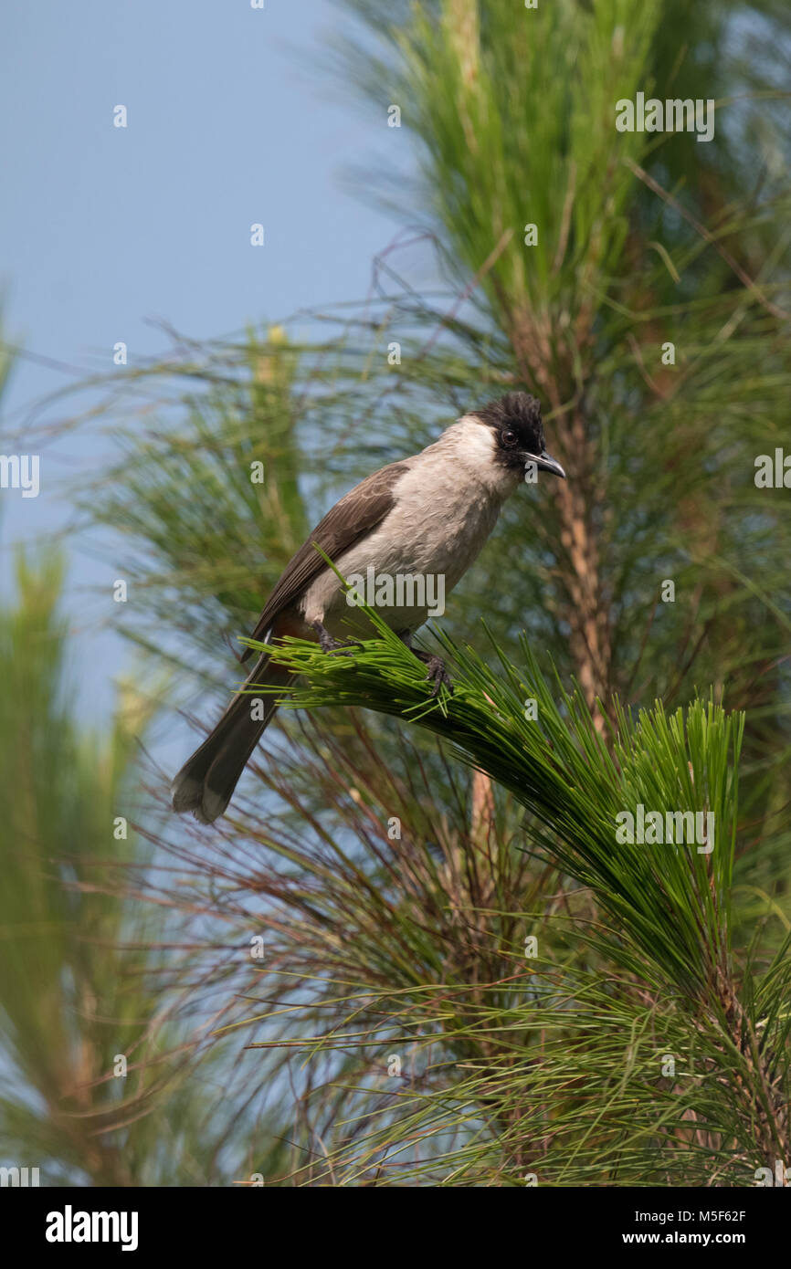 La fuligginosa-intitolata bulbul (Pycnonotus aurigaster) è una specie di Songbird nella famiglia di bulbul, Pycnonotidae Foto Stock