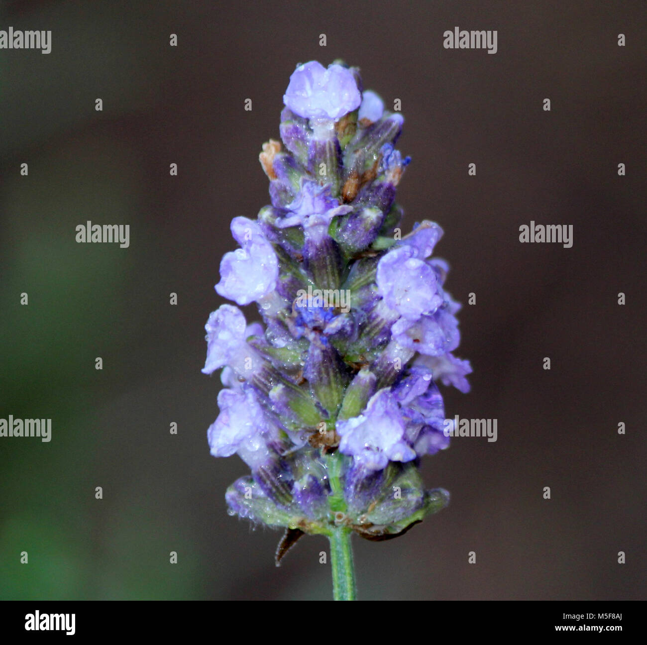 Munstead piante di lavanda Foto Stock