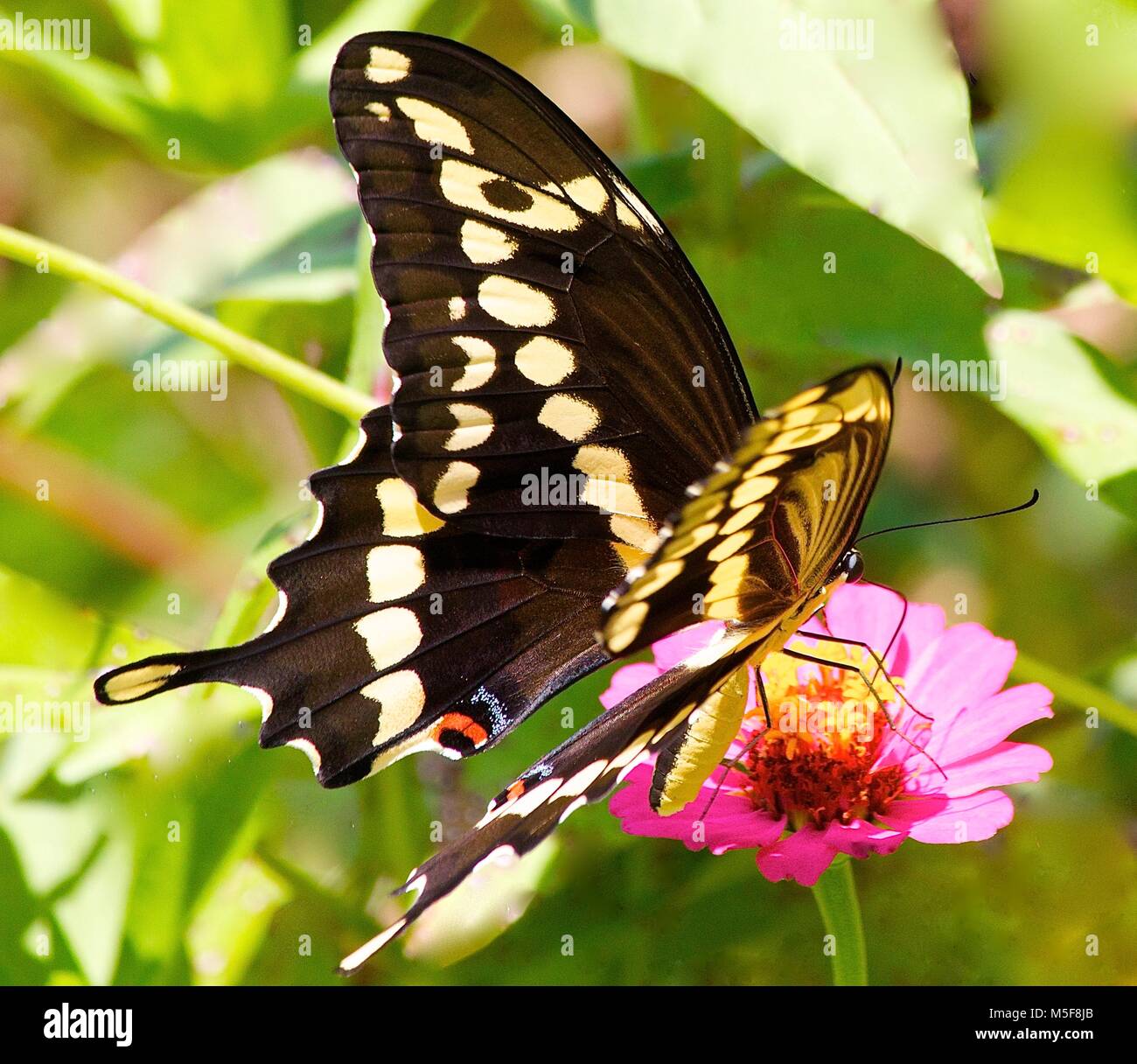 Gigante farfalla a coda di rondine su alimentazione Rosa Zinnia fiore Foto Stock