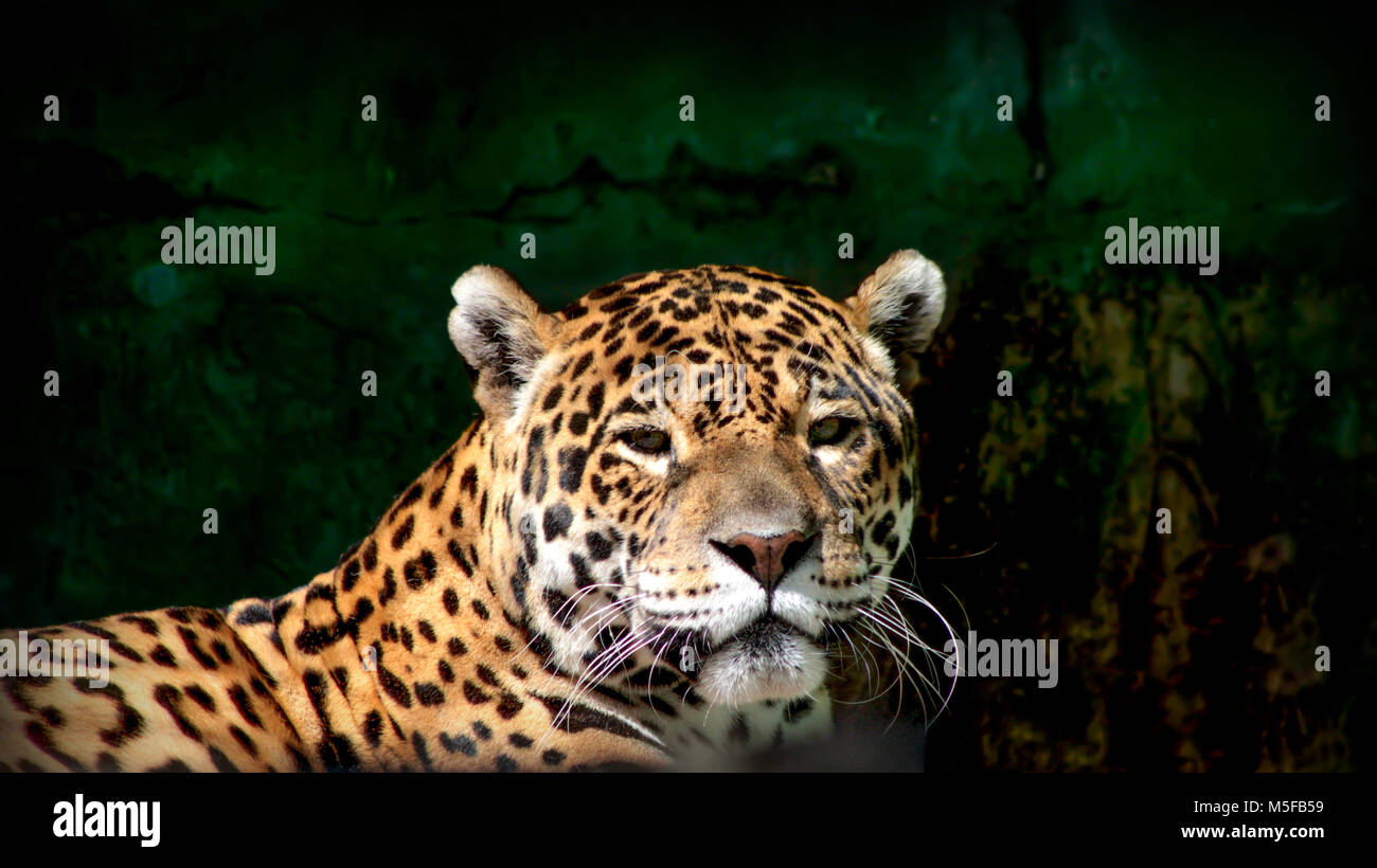 Vista ravvicinata di una Jaguar (Panthera onca) / jaguar/ gatti/ close up/ ritratto Foto Stock