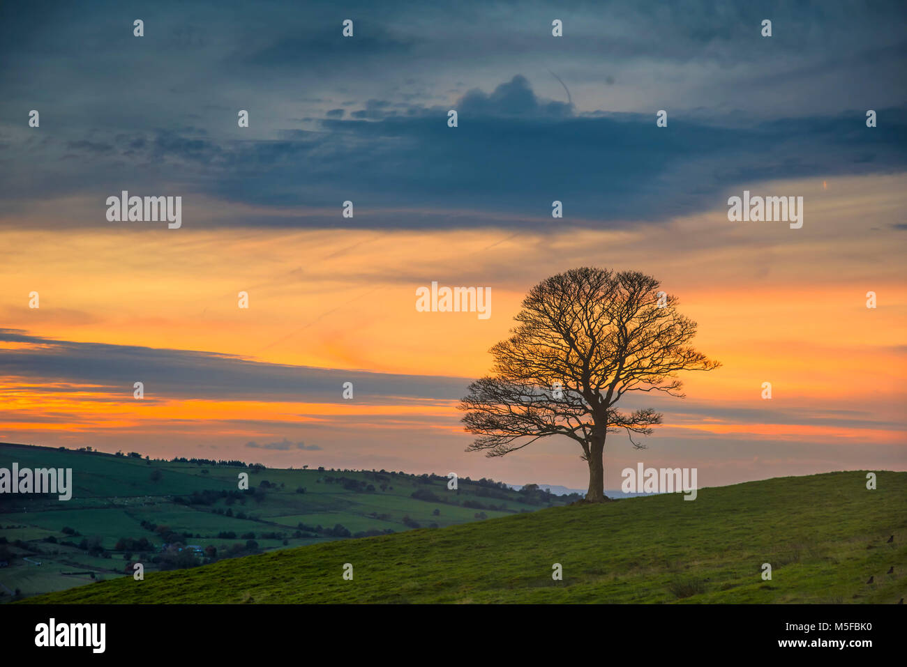 Un albero maturo al tramonto di sera dalla popolare area di scarafaggi in Staffordshire Peak District. Inghilterra, Regno Unito Foto Stock