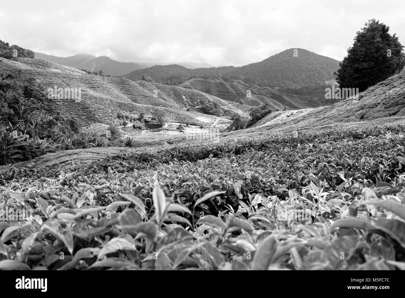 Fattoria di tè a Cameron Highlands Malaysia Foto Stock