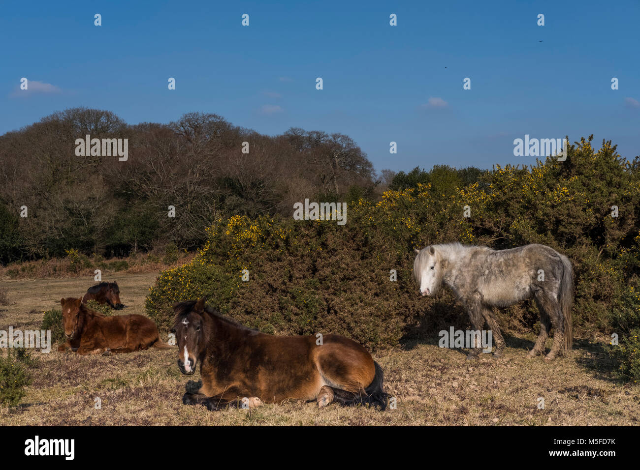 Pony della New Forest Hampshire godere il calore del sole invernale Foto Stock