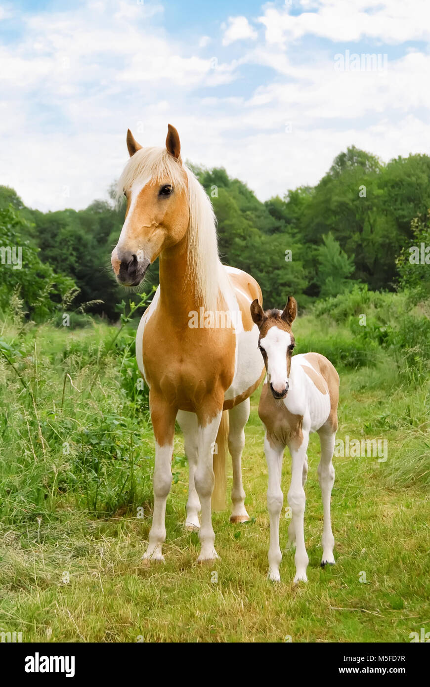 Due pony, il mare e il suo grazioso baby puledro in piedi a fianco a fianco in un prato verde, colore del mantello pinto con modelli di tobiano anche chiamato skewbald, Germania Foto Stock