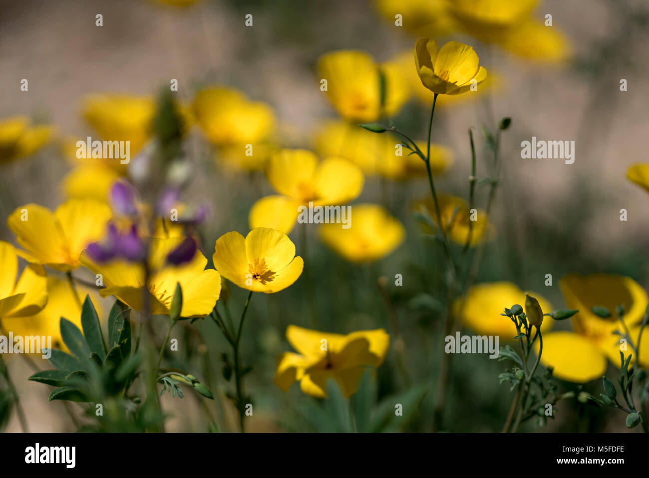 Giallo deserto selvaggio fiori Foto Stock