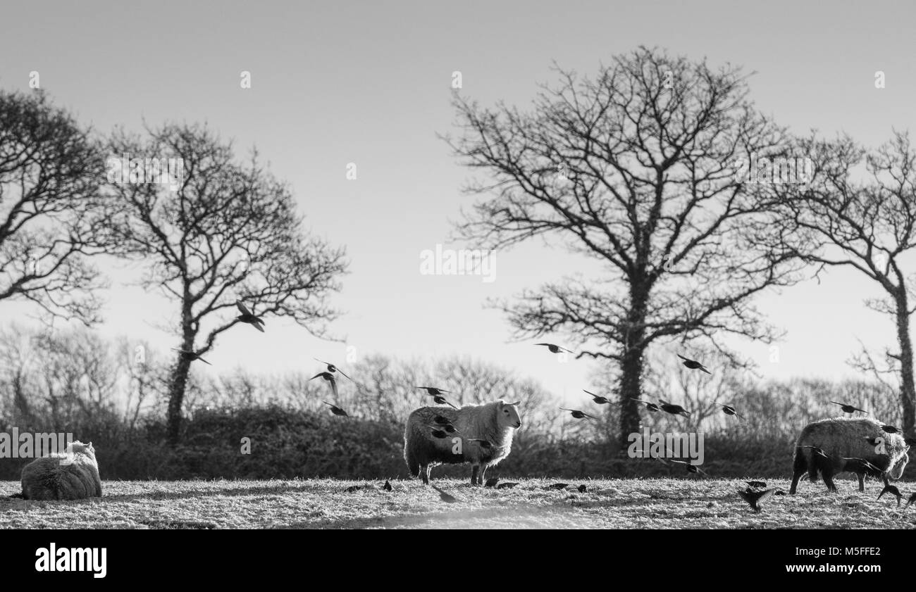 Pecora che pascola in campo dopo una leggera caduta di neve. Carmarthenshire, West Wales. Regno Unito. (Alto contrasto B/W applicato in post) Foto Stock