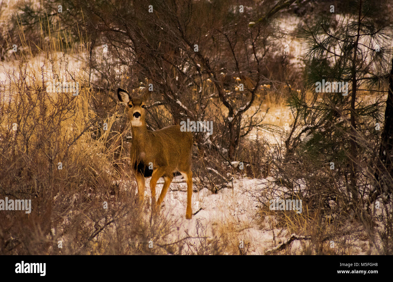 Doe in piedi nella neve Foto Stock